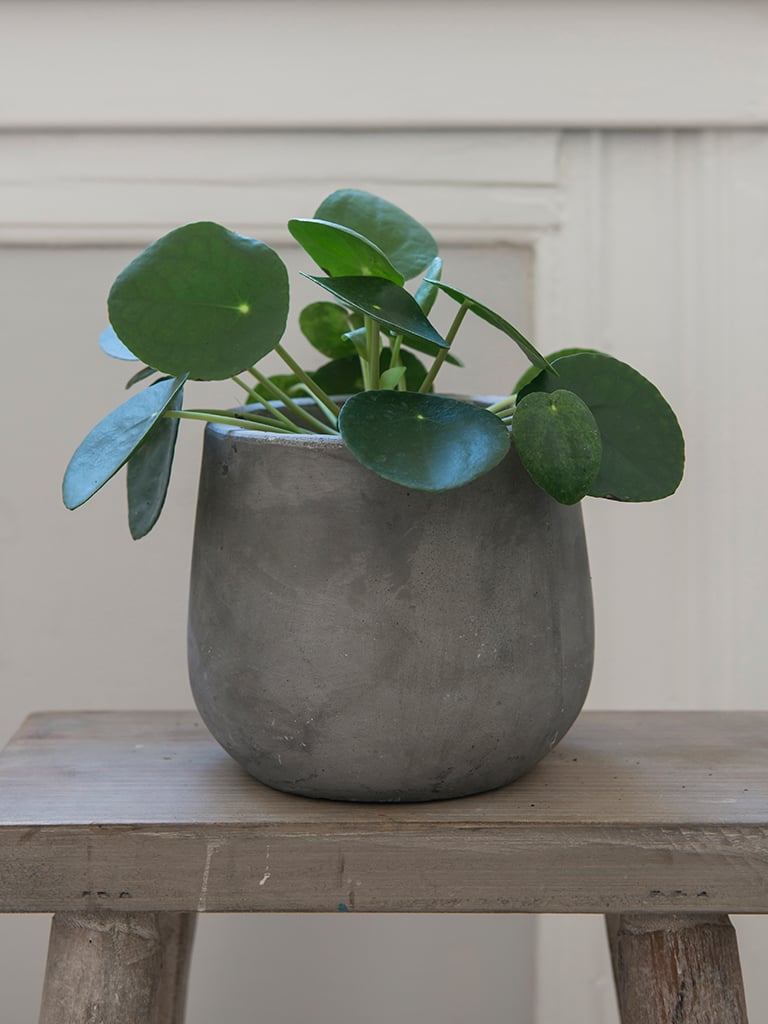gronne-planter-II-DSC2252.jpg