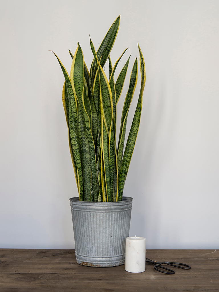 gronne-planter-III-DSC2281.jpg