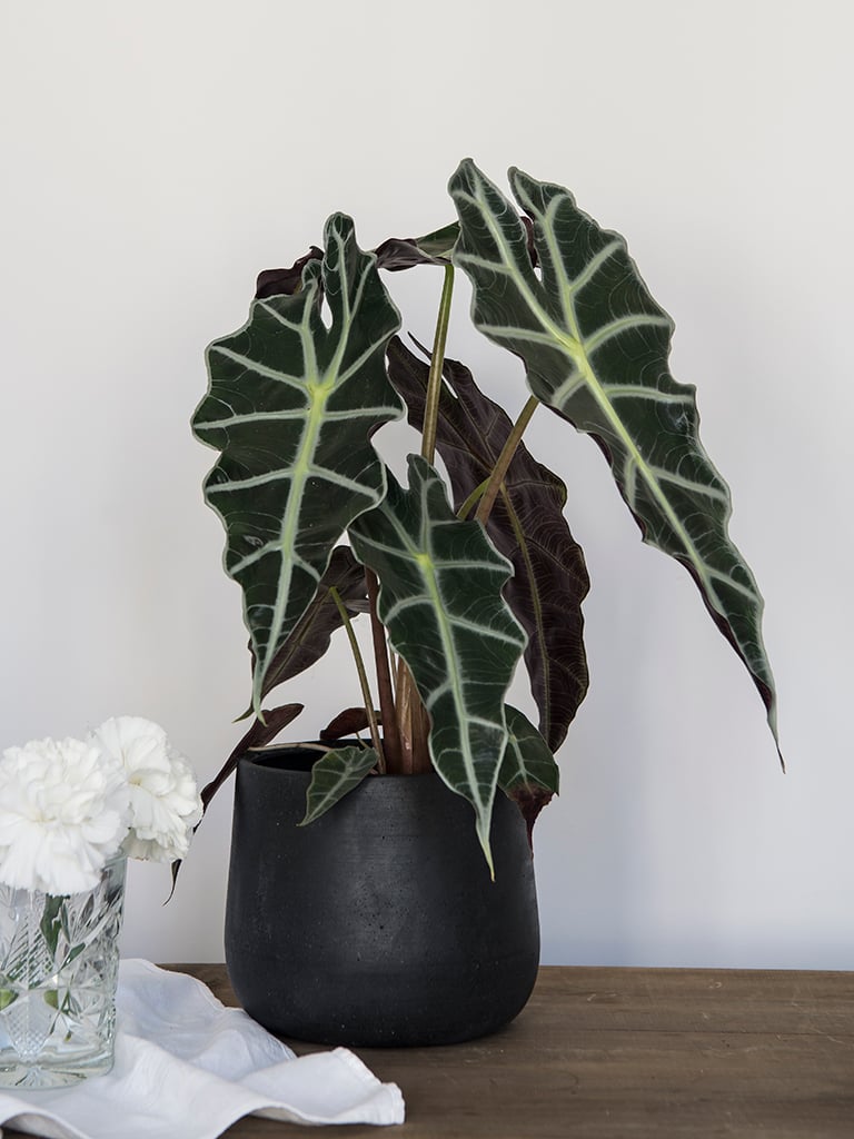 gronne-planter-IV-DSC2291.jpg