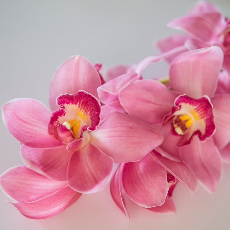 Orkide-cymbidium-Milano.jpg
