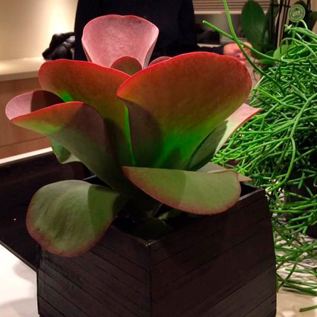 floriss-kalanchoe–thyrsiflora.jpg