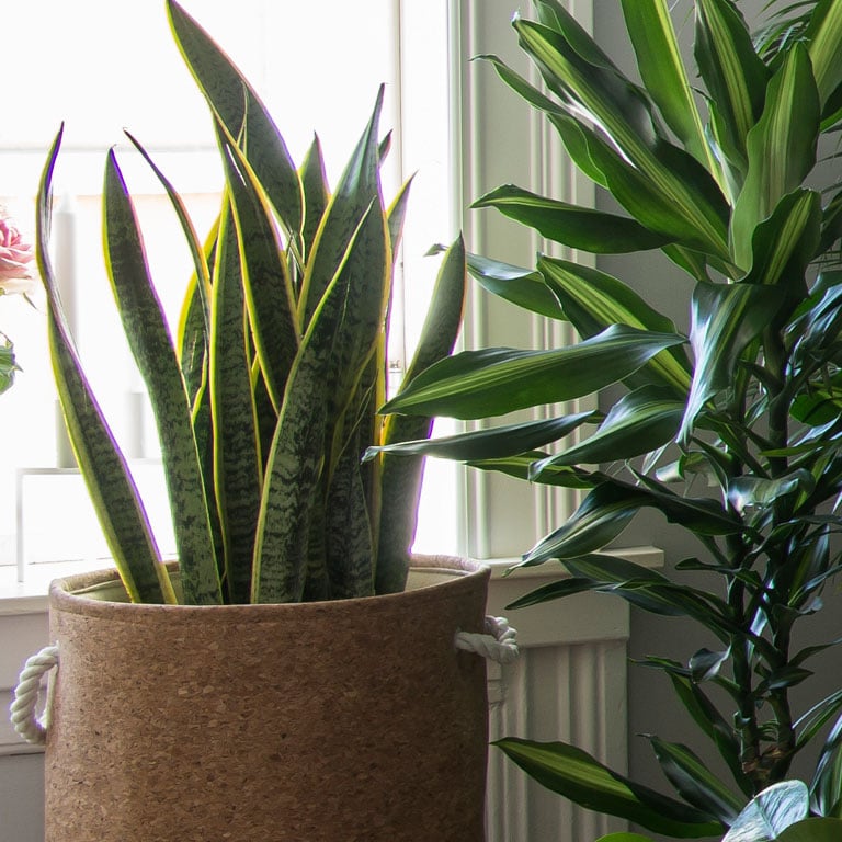 sansevieria-trifasciata-svigermors-tunge-3.jpg