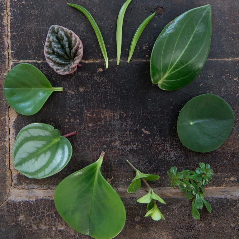 pilea-kinesisk-pengeplante.jpg