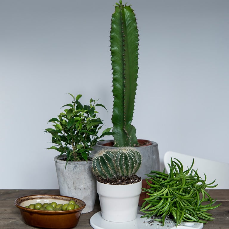 cactaceae-kaktus.jpg