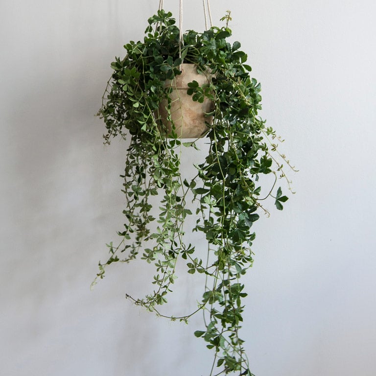 cissus-stuevin-1.jpg