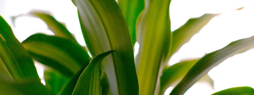 Dracaena - Draketre