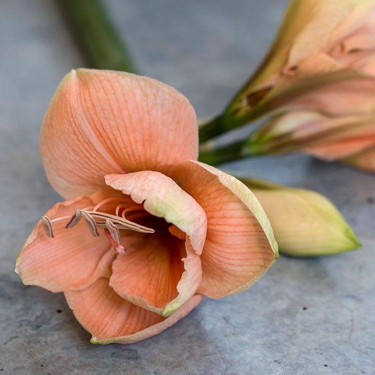 Amaryllis-Apple-Blossom.jpg