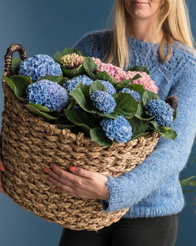 hortensia-magical-i-kurv.jpg