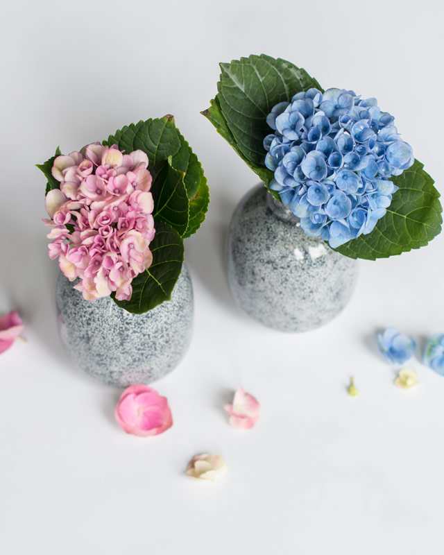 hortensia-magical-blaa-rosa.jpg