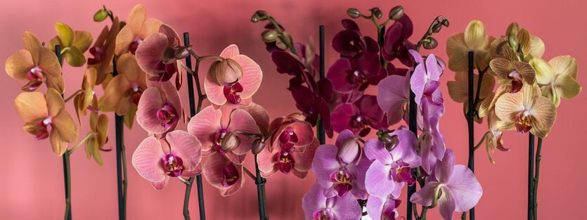 Phalaenopsis Orkid&eacute;
