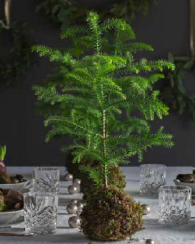 floriss-auracaria-stuegran-2.jpg