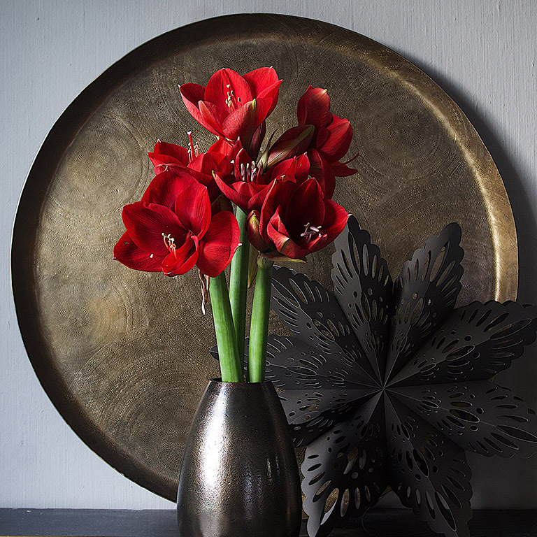 ranli_ranveig_jul_amaryllis2.jpg