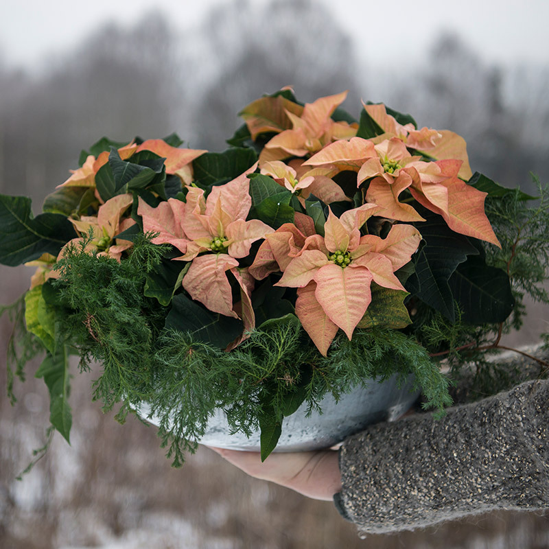 julestjerne-oransj-vises-frem-i-vase-jul.jpg