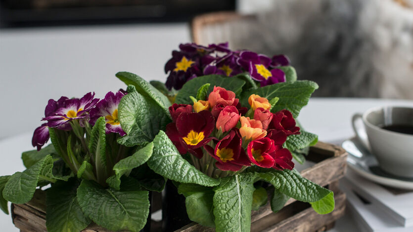 Tyvstart v&aring;ren med<br/> primula og perleblomster