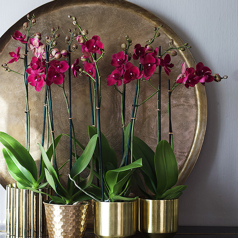 eksotisk-nyttaar-med-phalaenopsis-orkide-i-potter-med-fat-som-bakgrunn.jpg