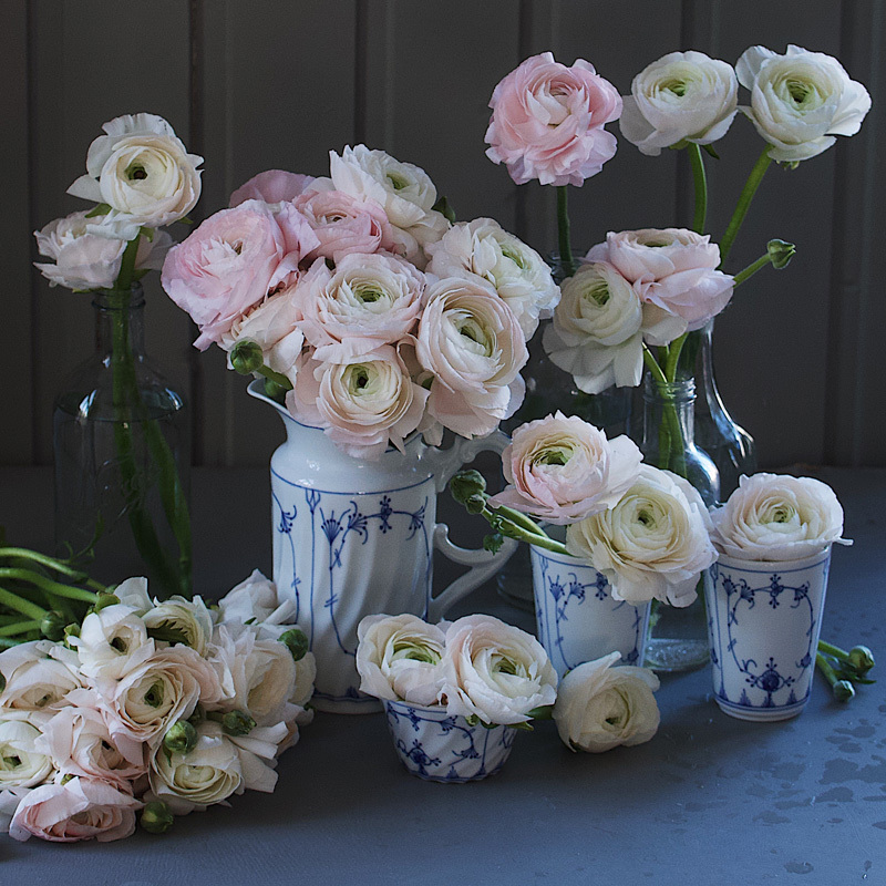 floriss-vakre-vaarblomster-cloni-ranunkler.jpg
