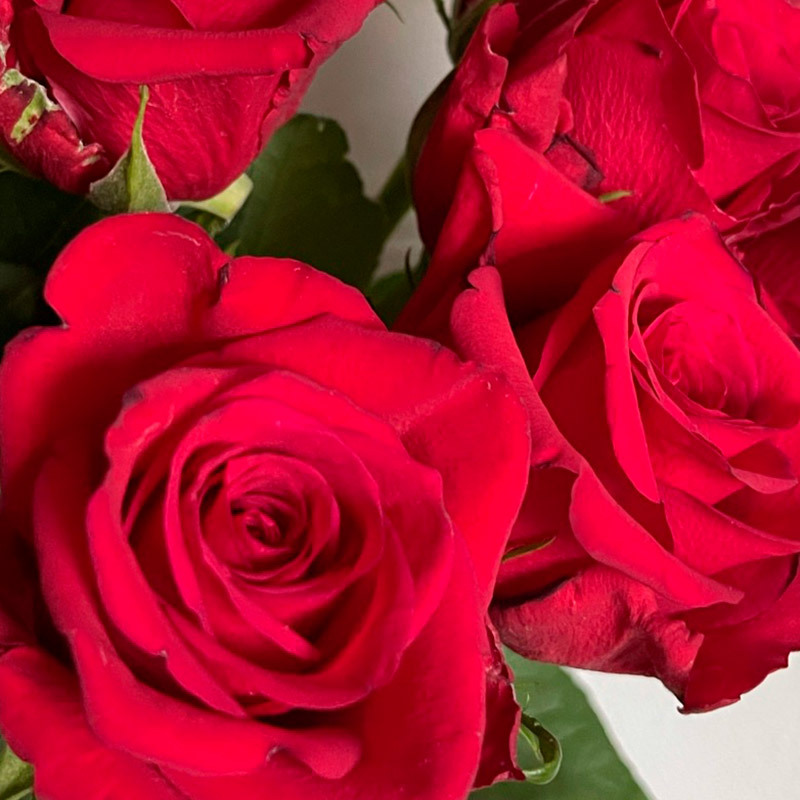 roser-i-alle-farger-og-fasonger-natures-red.jpg