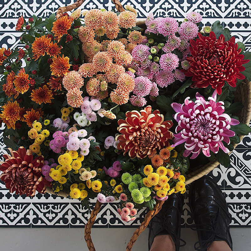 floriss-vakre-vidunderlige-krysantemum-trend-candy-clarner-coctails-candy-fireworks.jpg