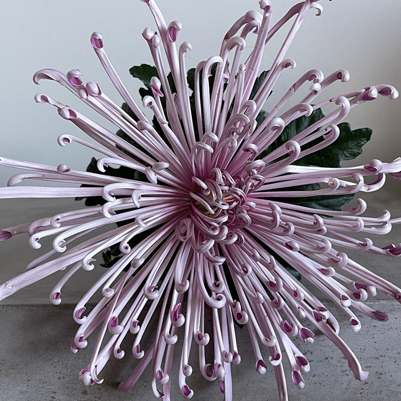floriss-krysantemum-fireworks-5.jpg