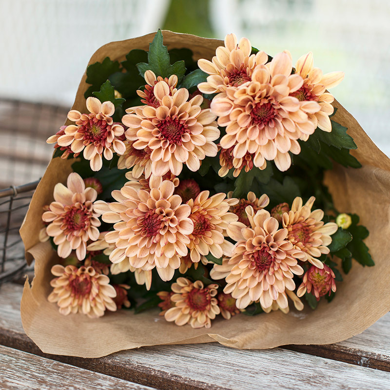 floriss-krysantemum-bukett-4.jpg