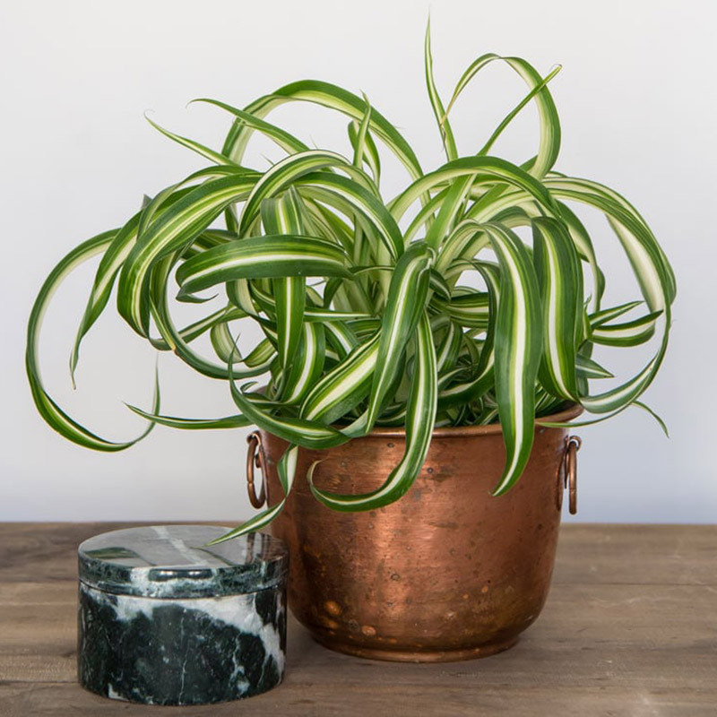 chlorophytum-gronnrenner-i-vase-messing-1-floriss.jpg