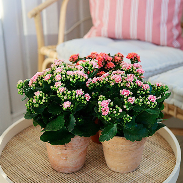 calandiva-i-krukker-og-potter-pynter-opp-i-lyse-og-rosa-farger-paa-hagebordet.jpg