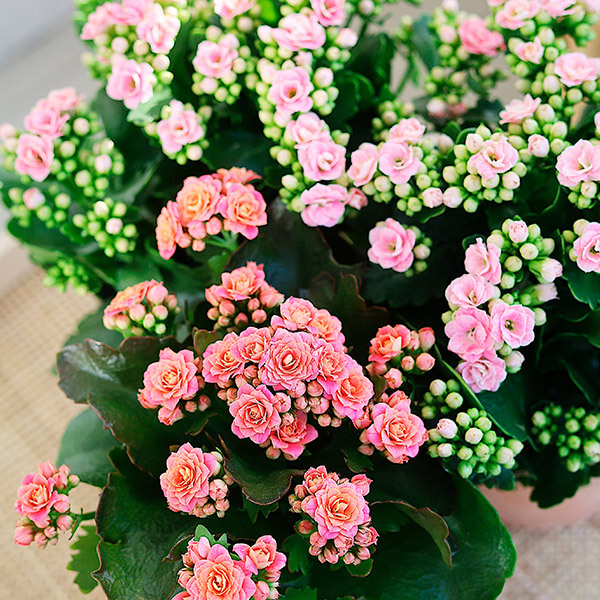 calandiva-rosa-bugner-av-friskhet.jpg
