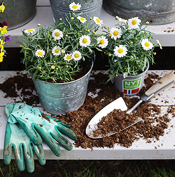 bievennlige-blomster-margeritter.jpg