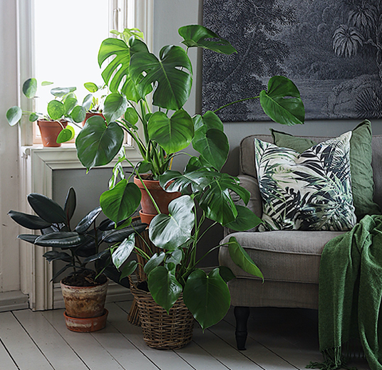 ficus-elastica-gummifiken-1-2021.jpg