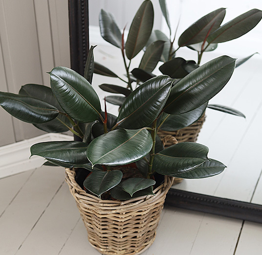 ficus-elastica-gummiplante-gummifiken-ranli-ranveig-2021.jpg