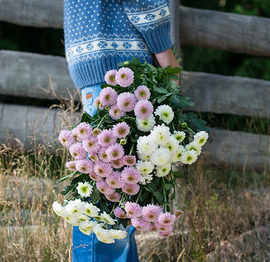 krysantemum-dsc7874-krysantemum-som-snittblomst-floriss.jpg