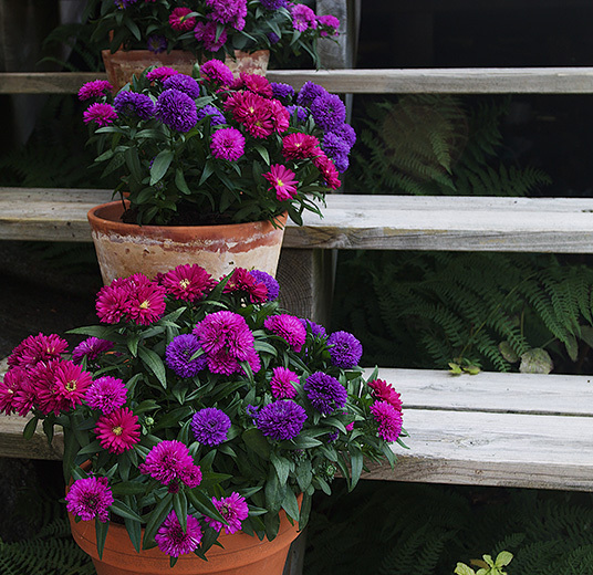 asters-mix-plante-potteplante-2.jpg