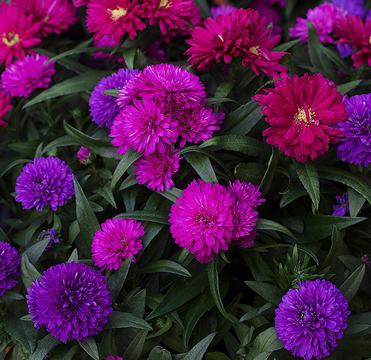 asters-mix-plante-potteplante-3.jpg