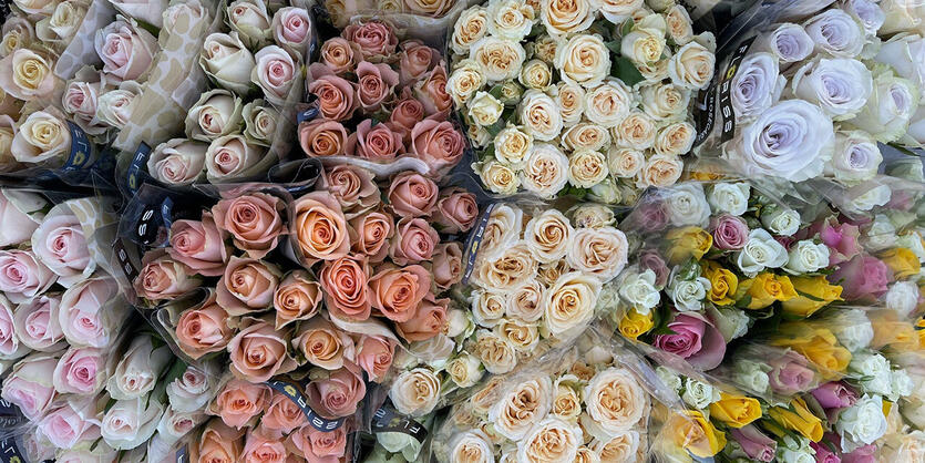 Alt om v&aring;r rosegaranti