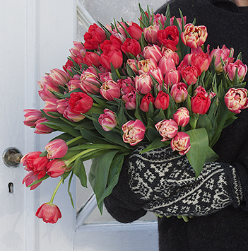 tulipaner-vinter-7-tulipanens-dag-ny-2022-floriss.jpg