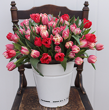 tulipaner-vinter-9-norske-tulipaner-ny-2022-floriss.jpg