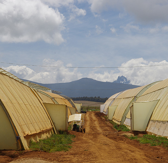 roser-fra-kenya-2-roser-med-mening-ny-2022-floriss.jpg