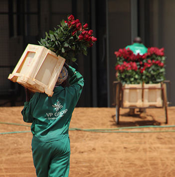 roser-fra-kenya-9-roser-med-mening-ny-2022-floriss.jpg
