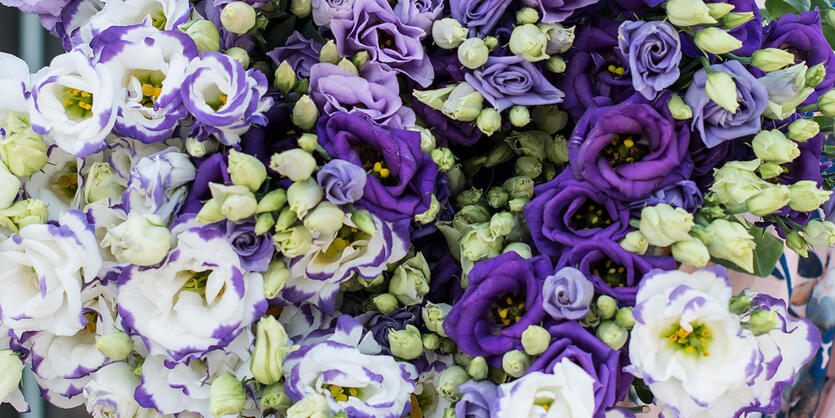 Lisianthus &ndash; blomsten som<br/> passer til alt