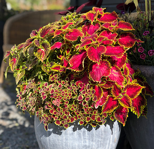 kule-coleus-ute-og-inne-4.jpg