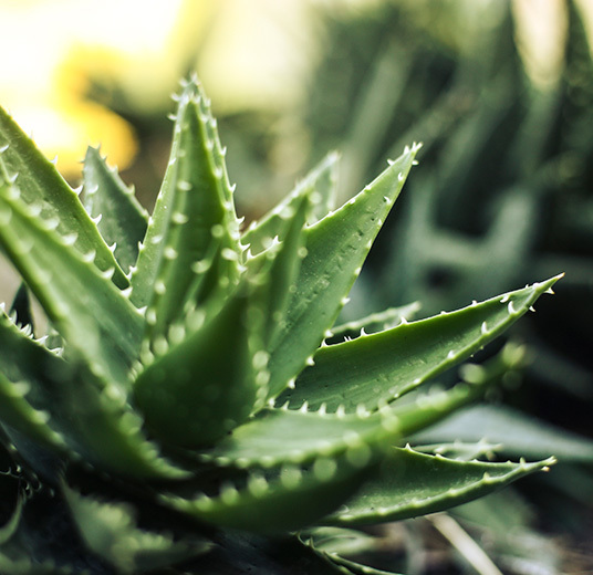 ta-vare-paa-aloe-vera-1-floriss-2022.jpg