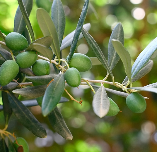 slik-lykkes-du-med-oliventre-6-floriss-2022.jpg