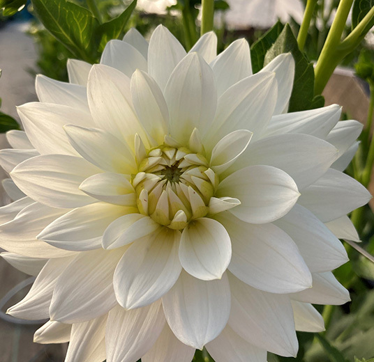 georginer-dahlia-feber-6.jpg