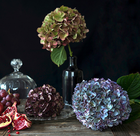 hortensia-i-vase-6-snitt-floriss-2022.jpg