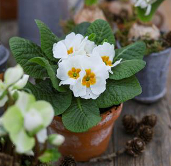 perleblomst-og-primula-3-januarblomster-floriss-2023.jpg