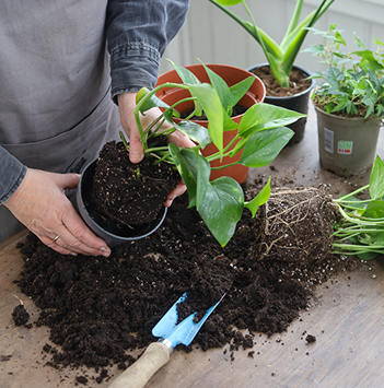potte-om-plantene-7.jpg