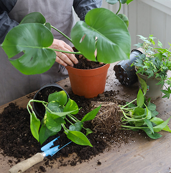 potte-om-plantene-8.jpg