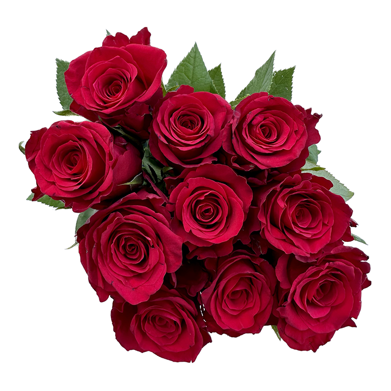 Nature\'s-red.png