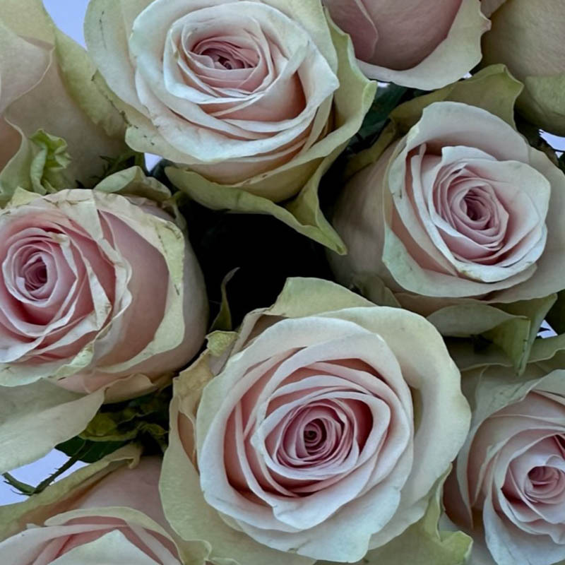 pink-athena-1-roser-i-alle-fasonger-floriss.jpg