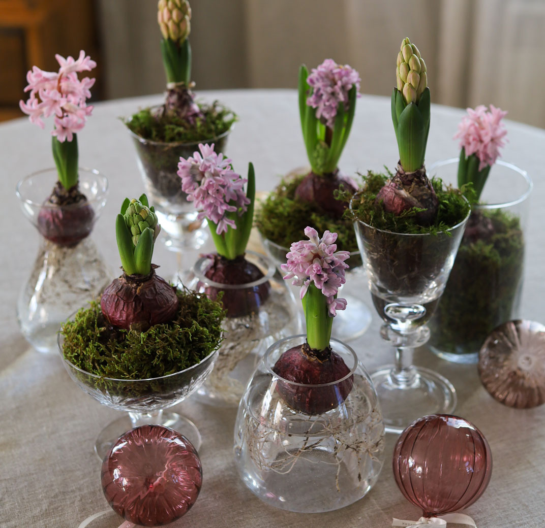 amaryllis-som-snittblomst-1.jpg